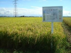 つや姫展示ほ成熟期の様子