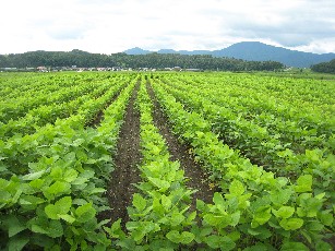 村山市大淀　畑の様子