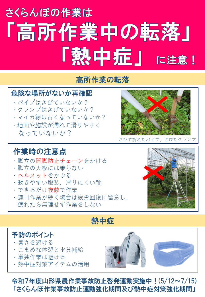 さくらんぼ作業中の事故防止