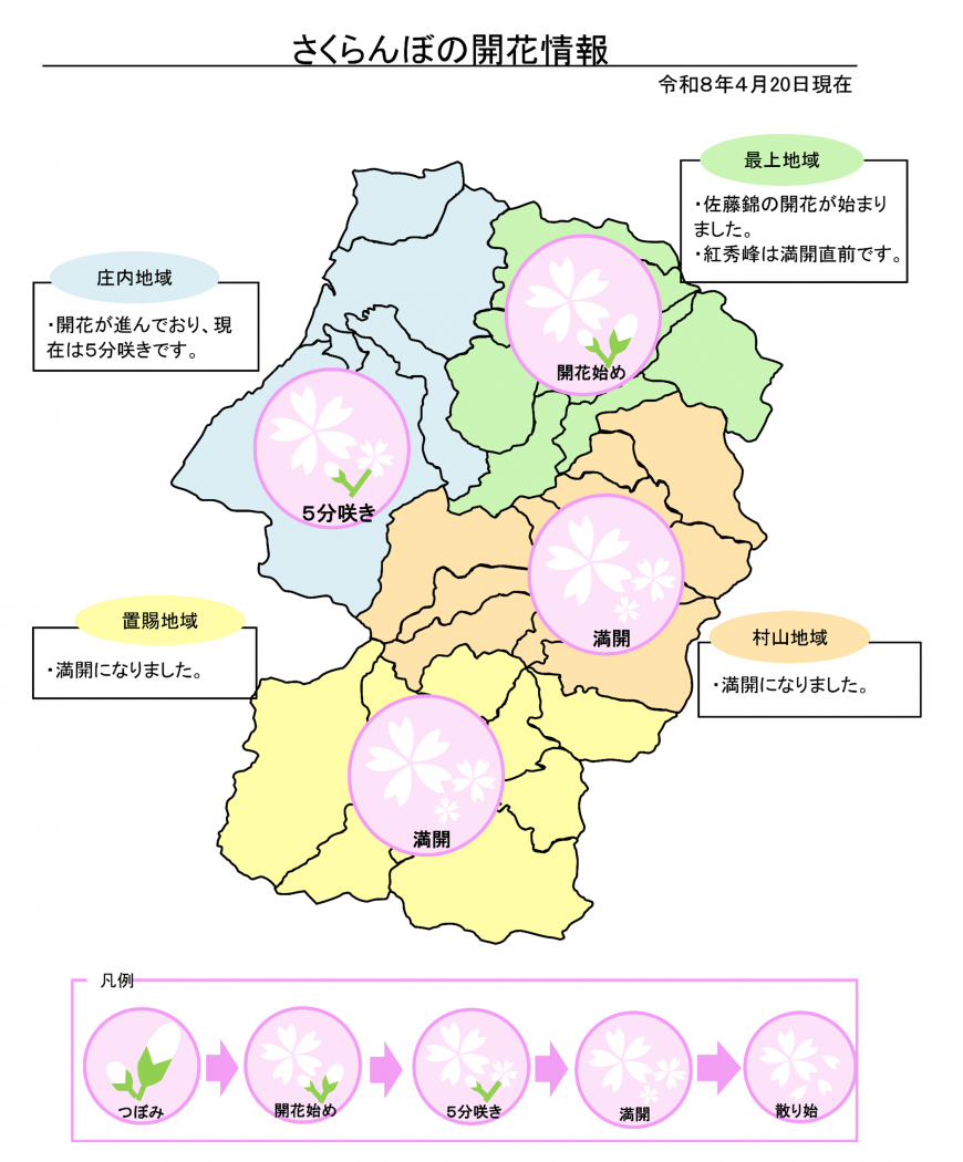 令和8年4月20日開花状況