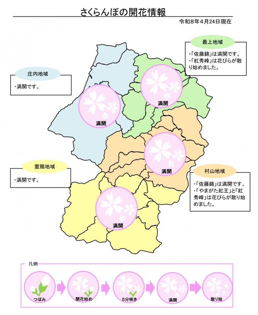 4月24日開花状況