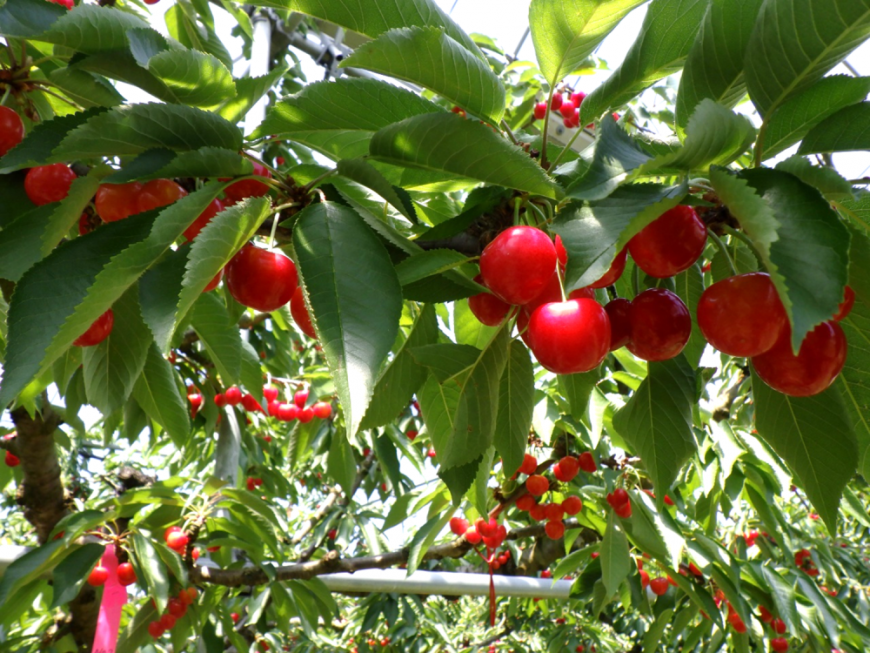 6月16日紅秀峰1