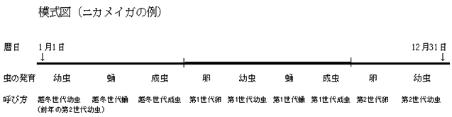 模式図